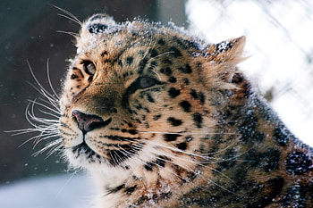 Animals, Snow, Amur Leopard, Leopard, Muzzle, Wild Cat, Wildcat HD wallpaper