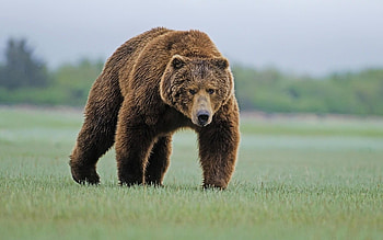 Grizzly Bear, Animal , Stunning graphy, Incredible fauna HD wallpaper