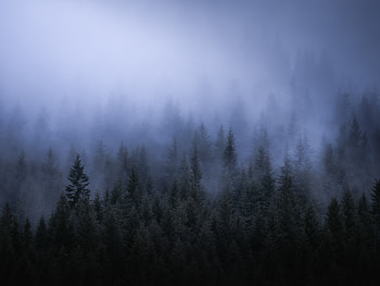 Fog Dark Forest Tress Landscape , fog, forest, trees, landscape, nature HD wallpaper