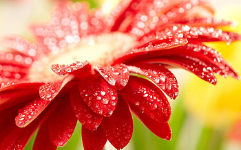 Plants, Flowers HD wallpaper