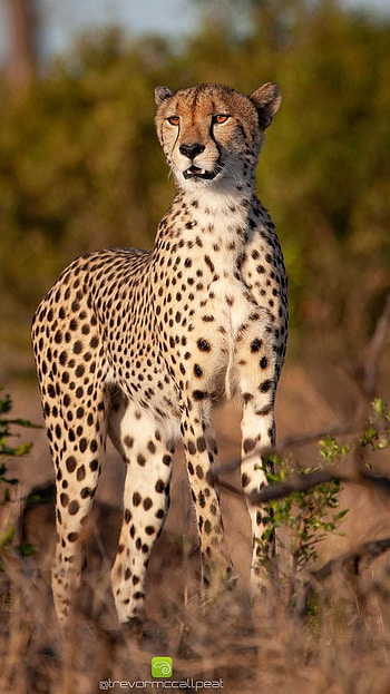 Cheetah, Yellow HD phone wallpaper