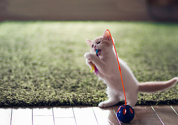 Playing, kitty, cats, cute, beautiful, white kitty, animals, ball, adorable HD wallpaper