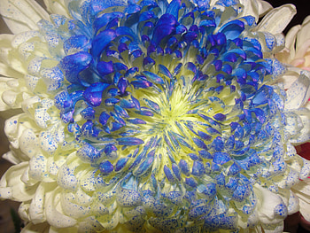 Blue Flower, blue, white, nature, flower HD wallpaper