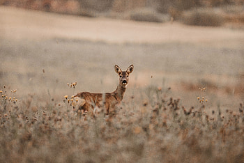 Animals, Field, Sight, Opinion, Wildlife, Animal, Doe, Fallow Deer HD wallpaper