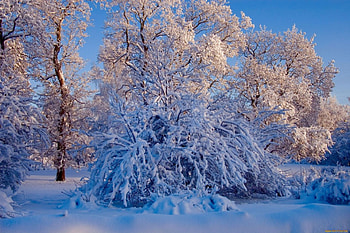 Winter, frost, frozen, cold, bushes, beautiful, nice, pretty, snow, trees, nature, lovely HD wallpaper