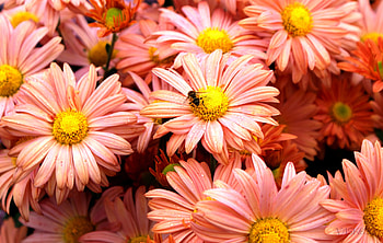 Plants, Flowers HD wallpaper