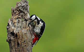 Woodpecker, bird, aniomal, tree HD wallpaper