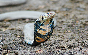 King Cobra, , Exotic reptile, Striking background HD wallpaper
