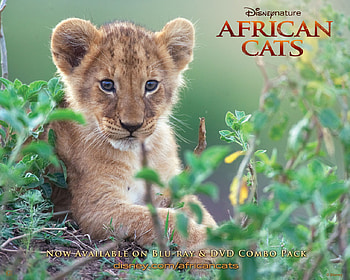 Disney, Movie, African Cats, Lion HD wallpaper