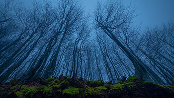 Forest Night, sky, Nature, Night, Forest, cloud HD wallpaper