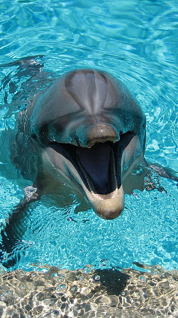 Top-quality dolphin , Best quality backgrounds, High-definition visuals, Mesmerizing ry HD phone wallpaper