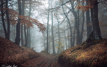 Misty Forest in Romania, mist, forest, Romania, path, autumn HD wallpaper