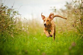 Dog, sweet, animal, dogs, cute, beautiful, puppys, puppy, pretty, animals, lovely HD wallpaper