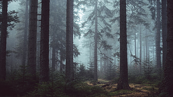 pine tree , Nature's beauty, Refreshing landscapes, Serene scenery HD wallpaper