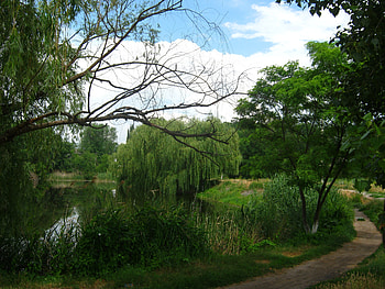 Nature, Rivers, Summer, Path, Willow, And You HD wallpaper