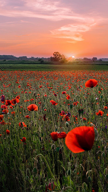 Poppy field, Striking red flowers, Nature's allure, Fields of dreams HD phone wallpaper