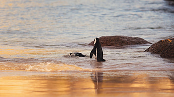 Beachside penguins, Seaside frolics, Sunny days, Enjoying the coast HD wallpaper
