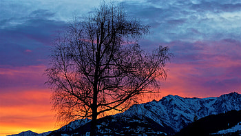 Evening Sunrise Morning Beautiful Nature, nature, sunrise, morning, graphy, tree HD wallpaper