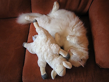 Lion and the lamb, toy, toy lamb, white, cat, brown couch, sleeping cat HD wallpaper