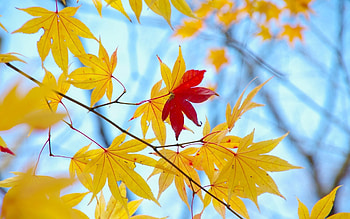 close up leaves leaves autumn yellow red tree tree leaves macro background full screen HD wallpaper