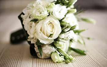Plants, Flowers, Roses HD wallpaper