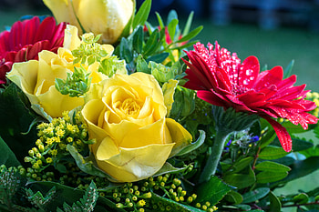 Bouquet of roses and gerberas, bouquet, roses, drops, beautiful, spring, gerberas, wet, mix, pretty, green, freshness, yellow, red, flowers, lovely HD wallpaper