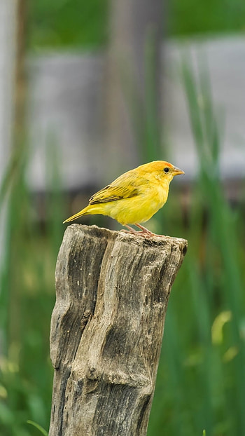 Canary, Cute HD phone wallpaper