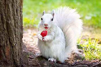 White squirrel, animal, white, strawberry, cute, veverita, diane ozdamar, squirrel HD wallpaper