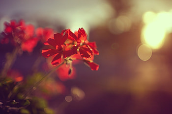 Flower, Plant, Macro HD wallpaper