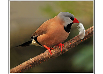 Beautiful Bird, cool, beautiful, bird HD wallpaper