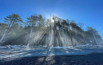 Sun beaming through the trees at Rialto Beach, Olympic National Park, light, washington, landscape, sky, usa, stones HD wallpaper