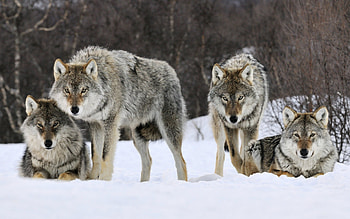 Gray Wolf, Winter , Family gray wolves, mobile HD wallpaper