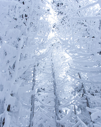 Winter, Nature, Trees, Snow, Branches, Snow Covered, Snowbound HD phone wallpaper