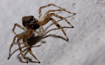 Macro, Insect, Paws, Spider, Climb HD wallpaper