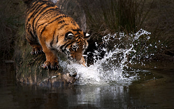 Animals, Water, Splash, Predator, Tiger HD wallpaper