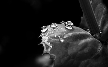 Drops, Dark, Sheet, Leaf, Bw, Chb, Dew HD wallpaper
