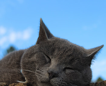 British Shorthair, Cat, muzzle, sleeping HD wallpaper