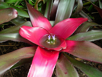 Most amazing, brilliant colour, tropical, cerise, flower HD wallpaper