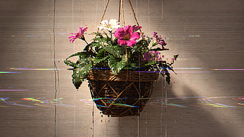 Hanging Basket — Pink Blooms in Rustic Light, Hanging Plant, Flower HD wallpaper