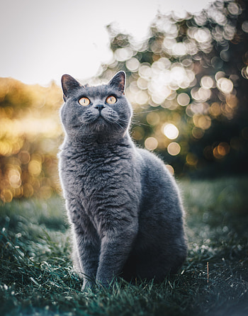 Outdoors, British Shorthair HD phone wallpaper