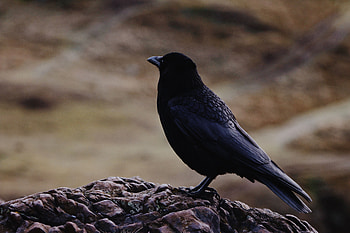 Animals, Bird, Raven HD wallpaper