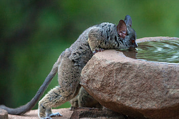 Bush Baby (Galago), Lesser galago species, African wildlife, Africa Geographic HD wallpaper