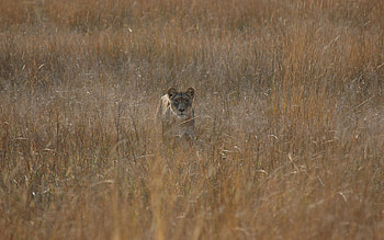 Animals, Grass, Field, Lioness, Hunting, Hunt HD wallpaper