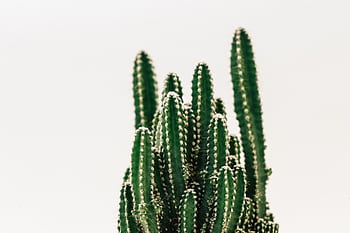 Detailed shot of a vibrant green cactus with sharp spines against a white background, showcasing its natural beauty. HD wallpaper