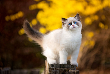 Ragdoll, , Breathtaking beauty, Stunning backgrounds HD wallpaper