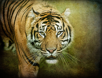 tiger, animals, cats, magnificent, beautiful HD wallpaper