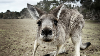 Kangaroo Funny, kangaroo, funny, animals HD wallpaper