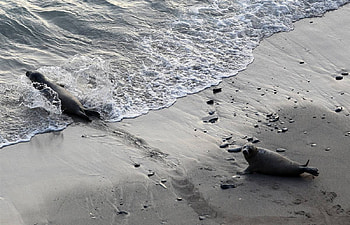 Sealing The Deal, seals, animals HD wallpaper
