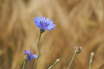 Flowers, Flower, Macro, Cornflower, Wild Flower, Field Flower HD wallpaper