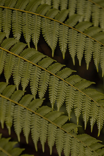 Leaves, Plant, Macro, Fern HD phone wallpaper